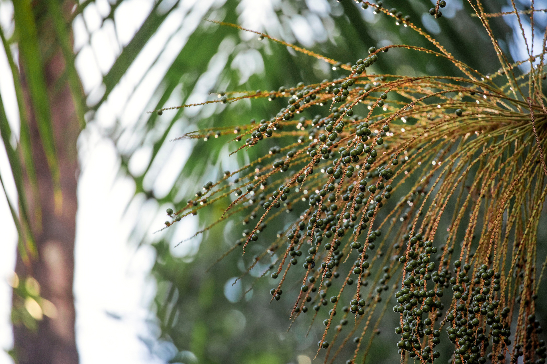 Fruto da palmeira juçara vira fonte de renda e preservação da Mata  Atlântica em SP, Globo Rural