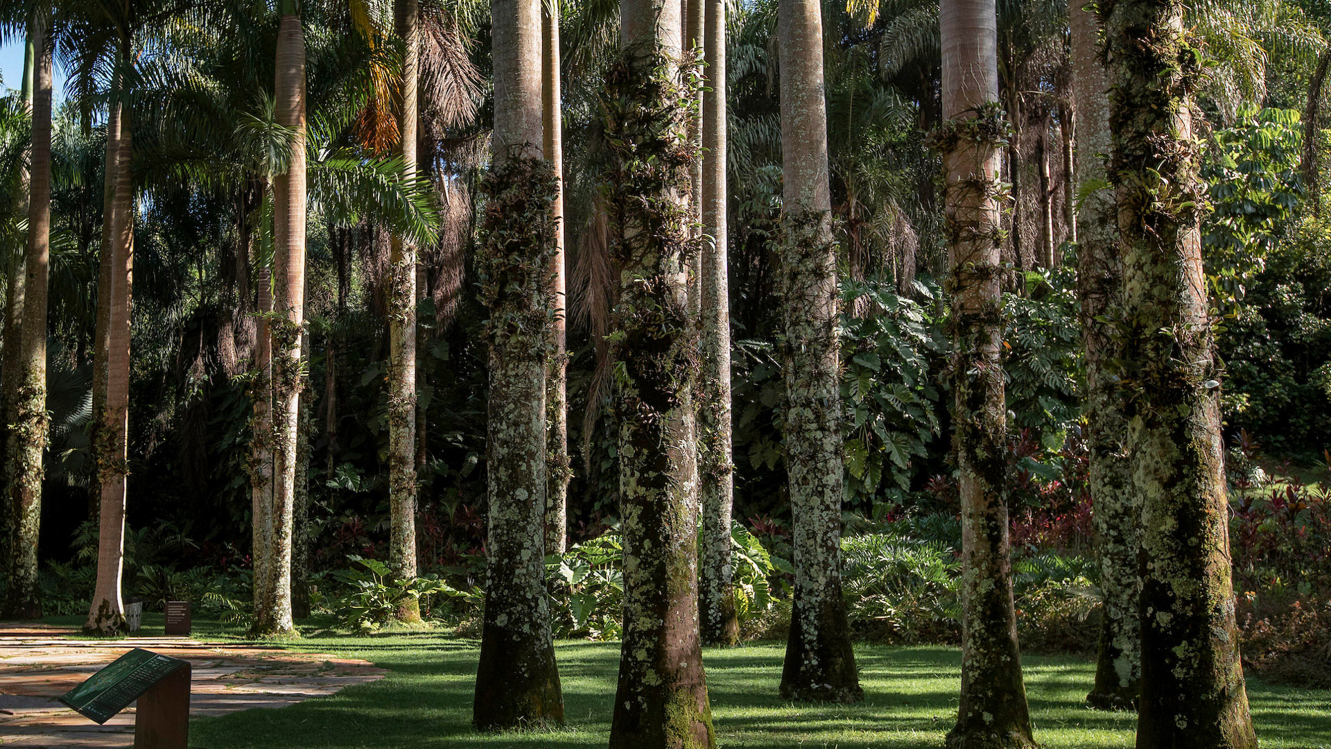 Largo das Orquídeas - Inhotim