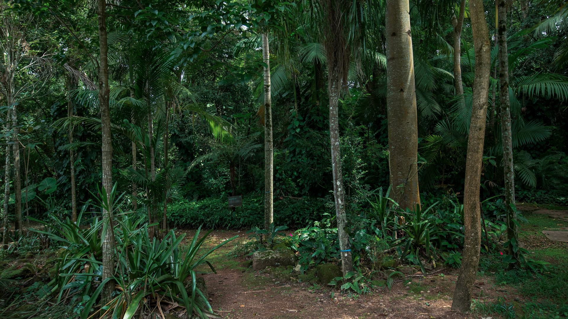 Jardim de Transição - Inhotim